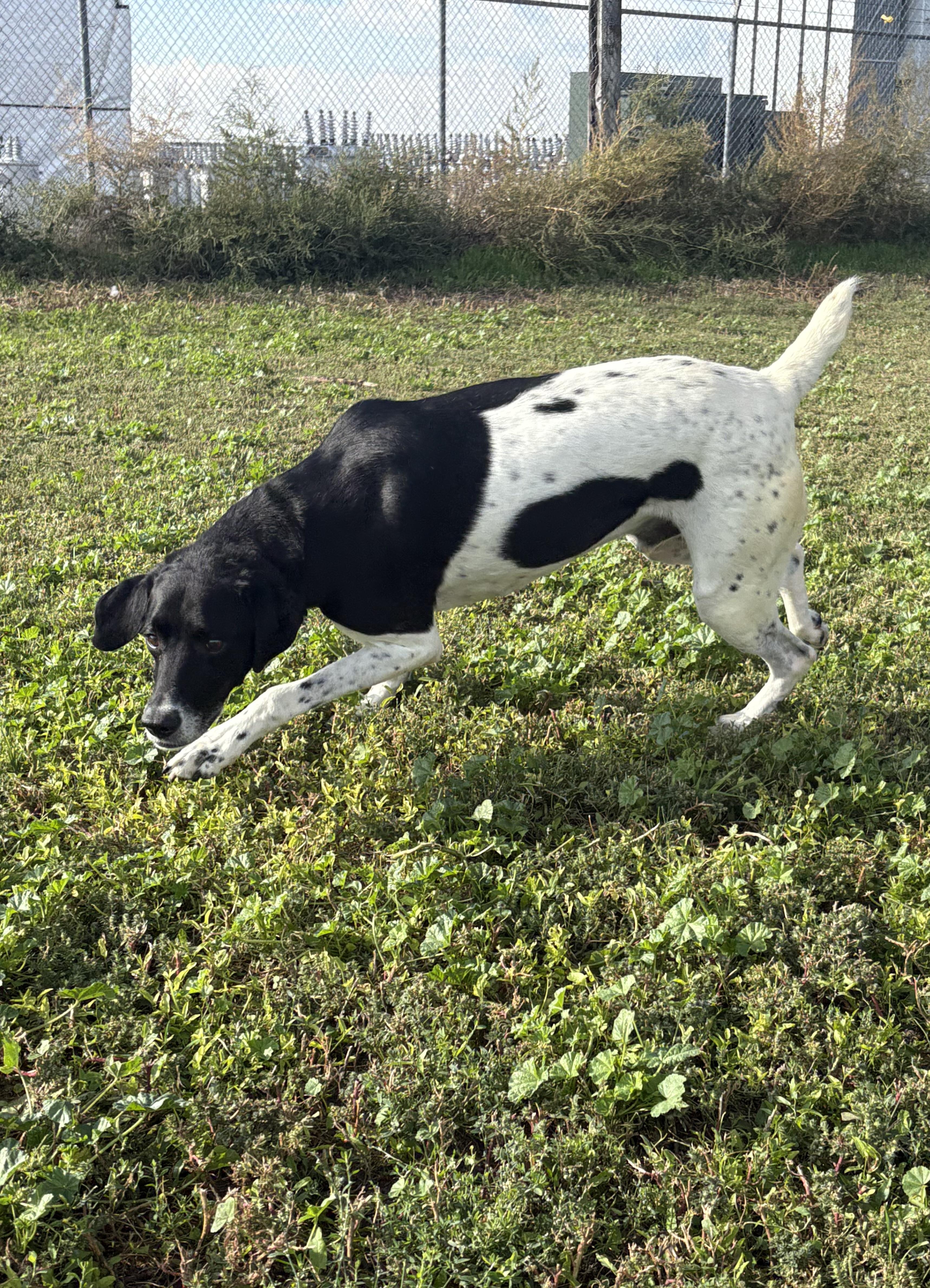 Gunner, an adoptable German Shorthaired Pointer in Grant, NE, 69140 | Photo Image 5