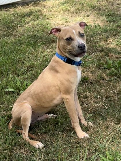 Trooper, Adoptable, Adult Male Pit Bull Terrier & Mixed Breed.