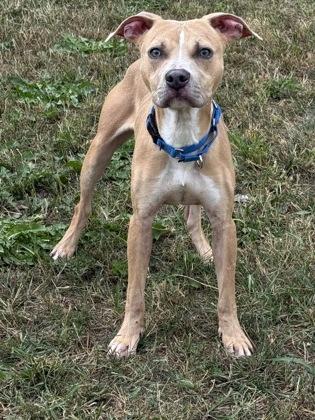 Enlarge Trooper, a Adoptable mixed breed in Fergus Falls, MN image 2/3