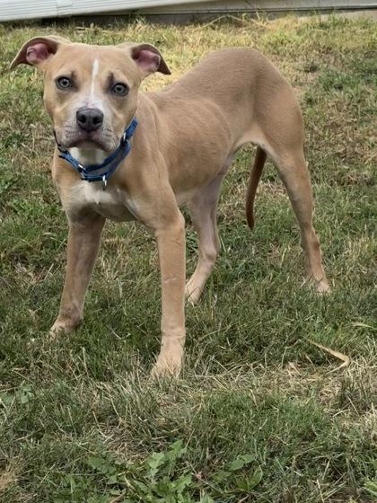Enlarge Trooper, a Adoptable mixed breed in Fergus Falls, MN image 3/3