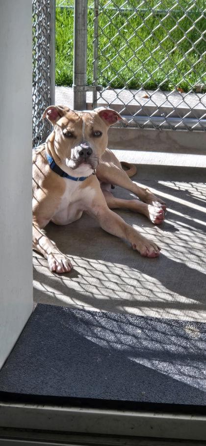 Enlarge Trooper, a Adoptable mixed breed in Fergus Falls, MN image 3/3