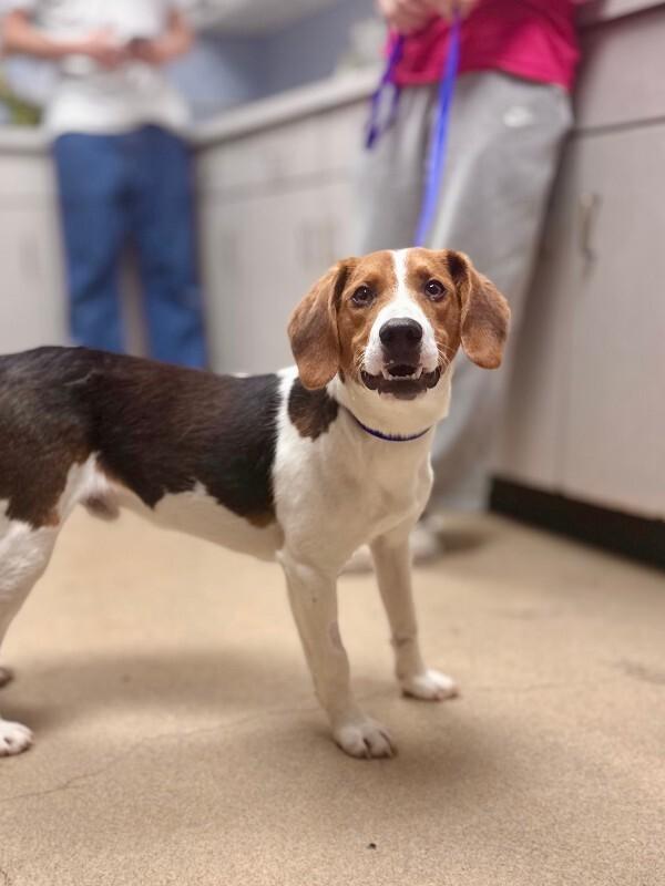 Bagel, Adoptable, Young Male Beagle.
