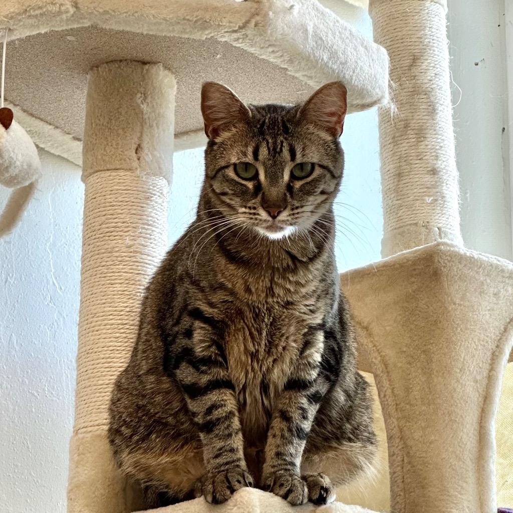 Enlarge Tuya, a Adoptable mixed breed in Sandy, UT image 3/3