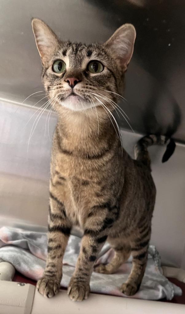 Enlarge Tuya, a Adoptable mixed breed in Sandy, UT image 2/5