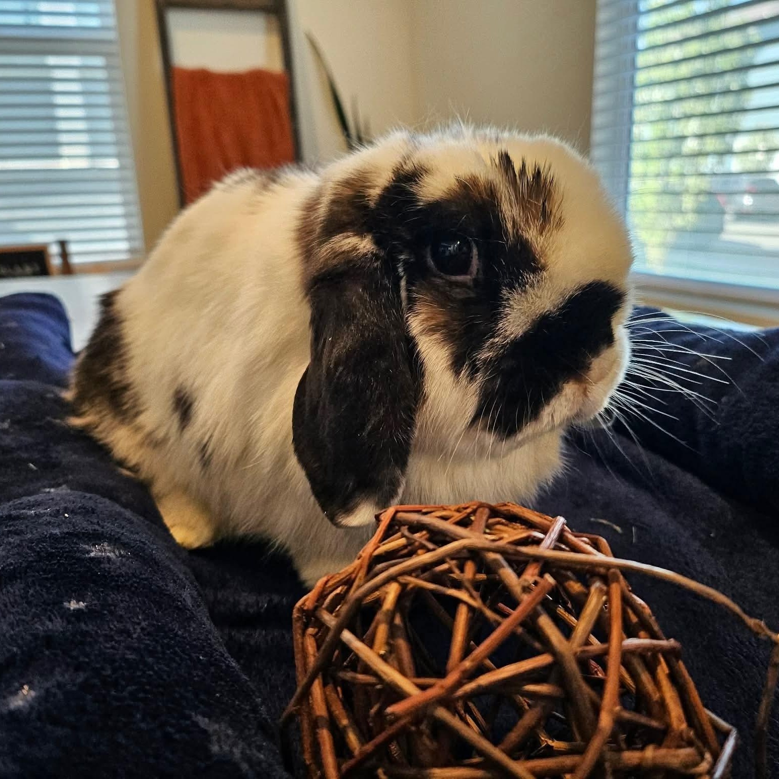Enlarge Petunia, a ADOPTABLE Holland Lop in Salt Lake City, UT image 5/6