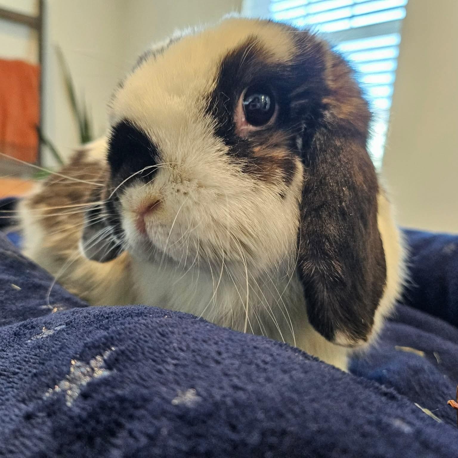 Enlarge Petunia, a ADOPTABLE Holland Lop in Salt Lake City, UT image 2/6