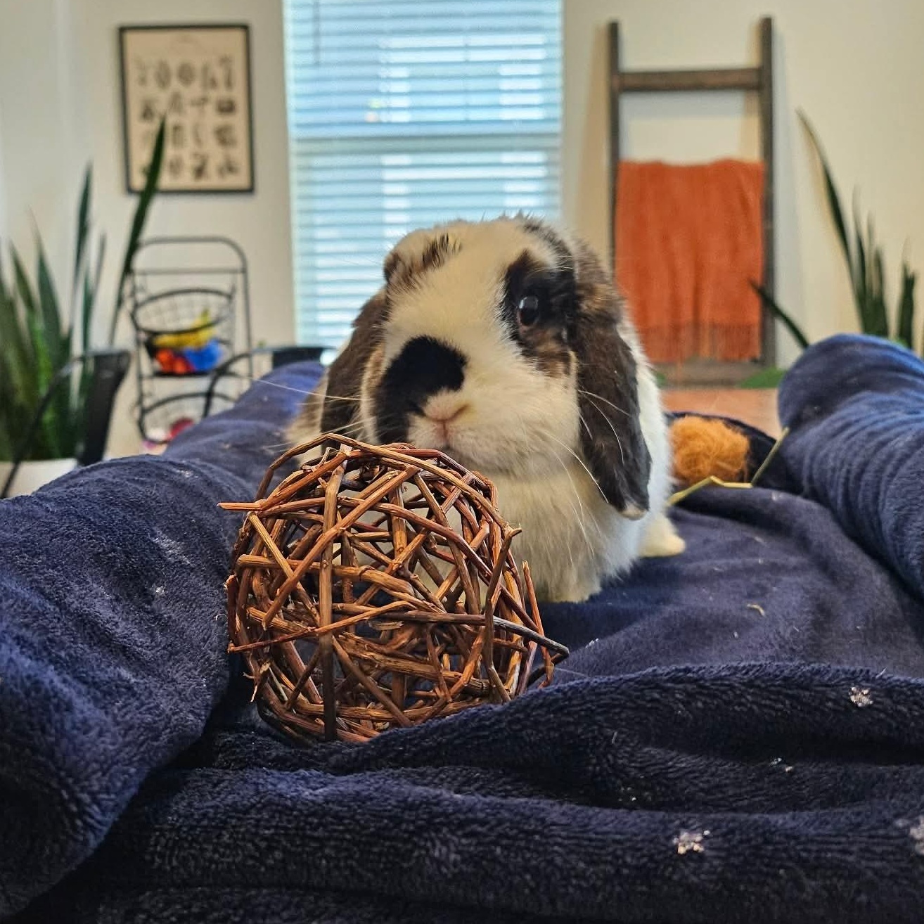 Enlarge Petunia, a ADOPTABLE Holland Lop in Salt Lake City, UT image 6/6