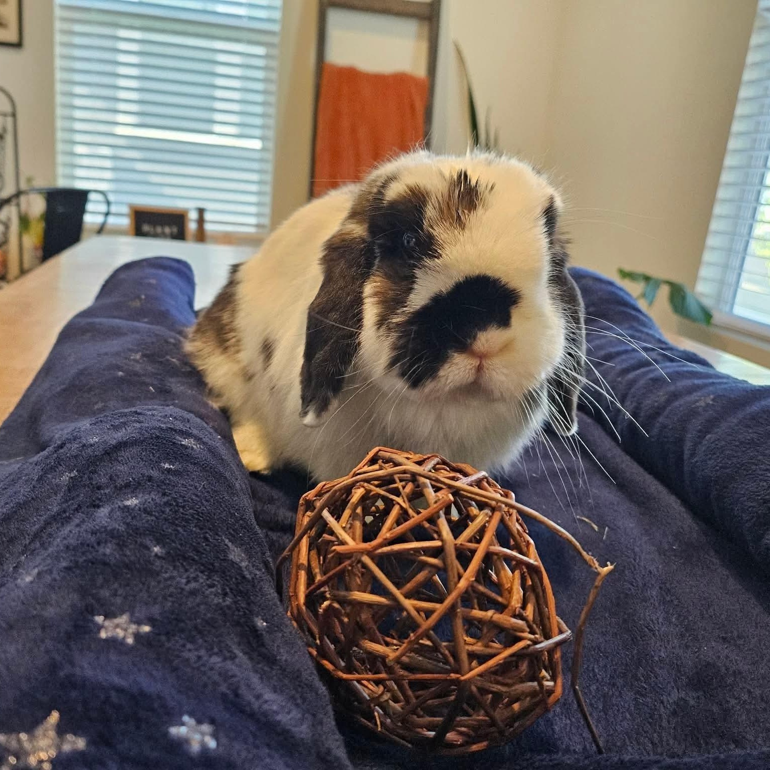 Enlarge Petunia, a ADOPTABLE Holland Lop in Salt Lake City, UT image 3/6