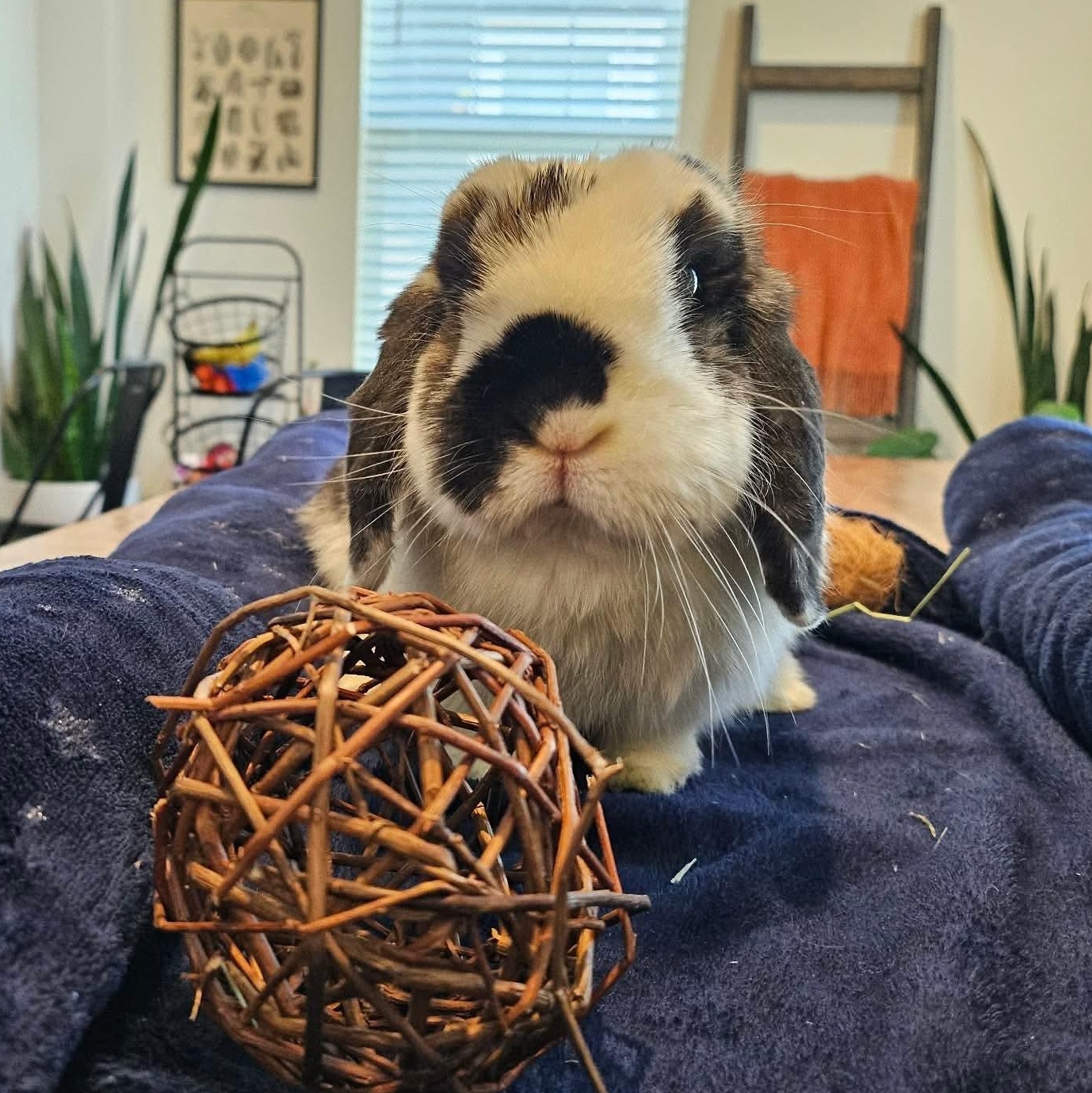 Petunia, ADOPTABLE, Adult Female Holland Lop.