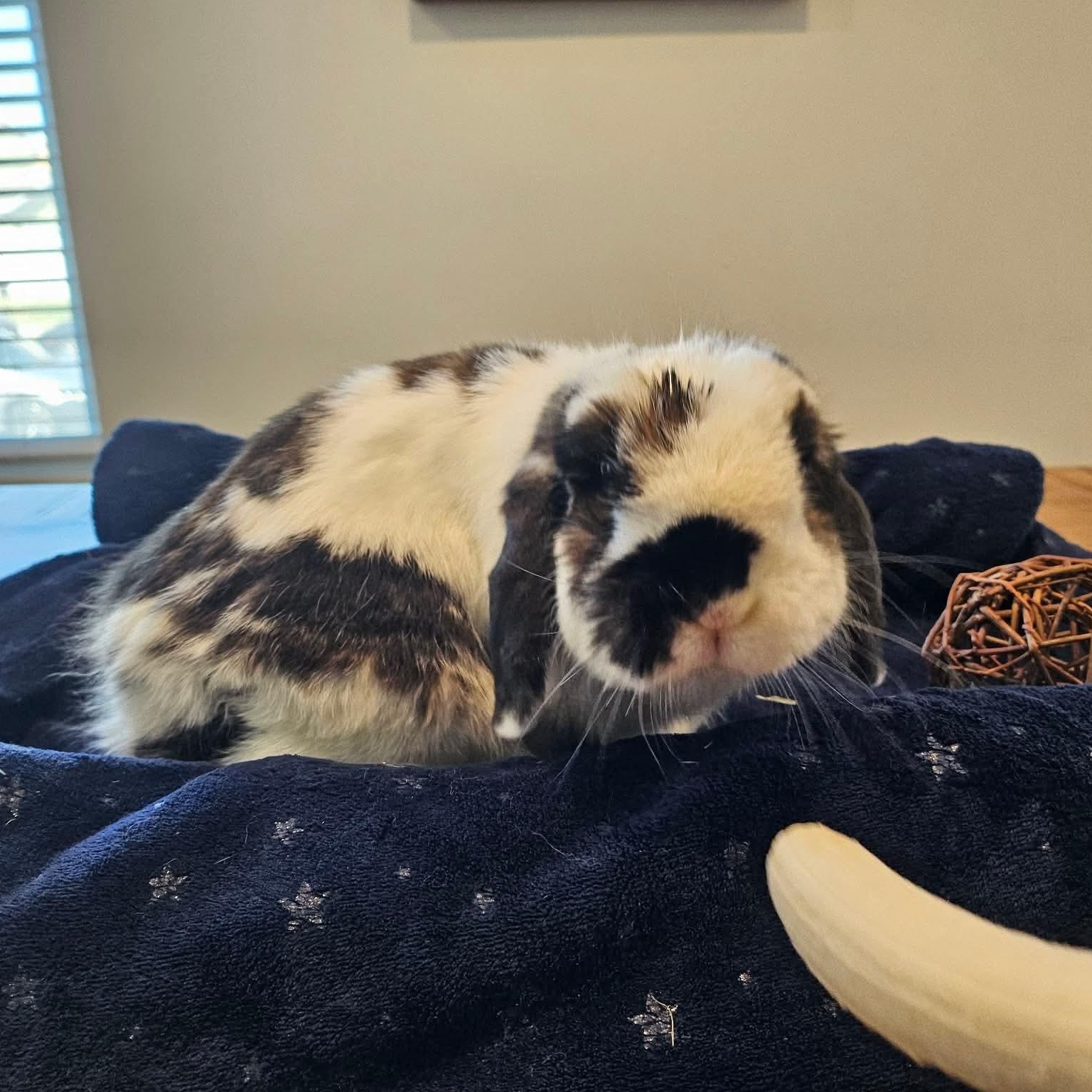 Enlarge Petunia, a ADOPTABLE Holland Lop in Salt Lake City, UT image 4/6