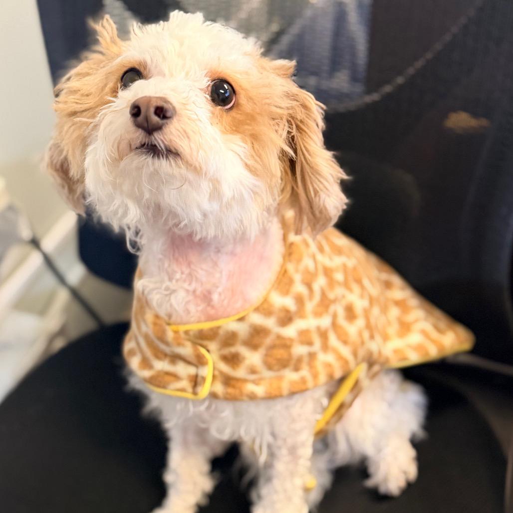 Jingles, Adoptable, Adult Male Poodle (Toy).