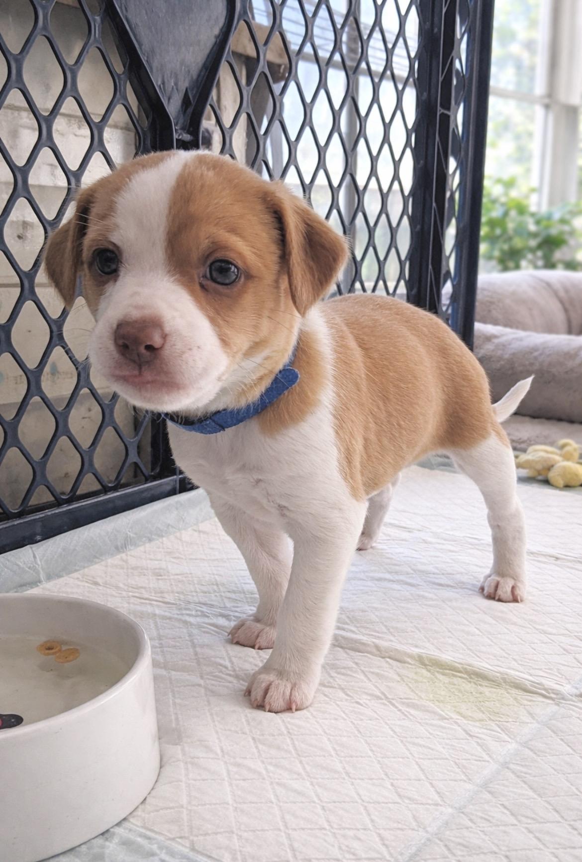 Enlarge Romeo, a Adoptable mixed breed in Millington, MD image 3/6