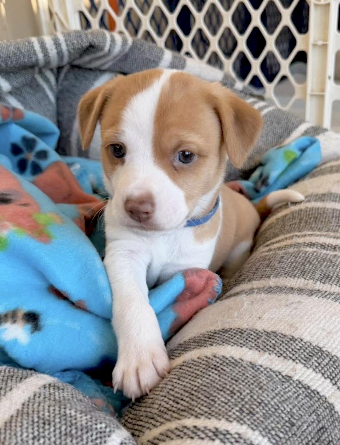 Enlarge Romeo, a Adoptable mixed breed in Millington, MD image 2/6