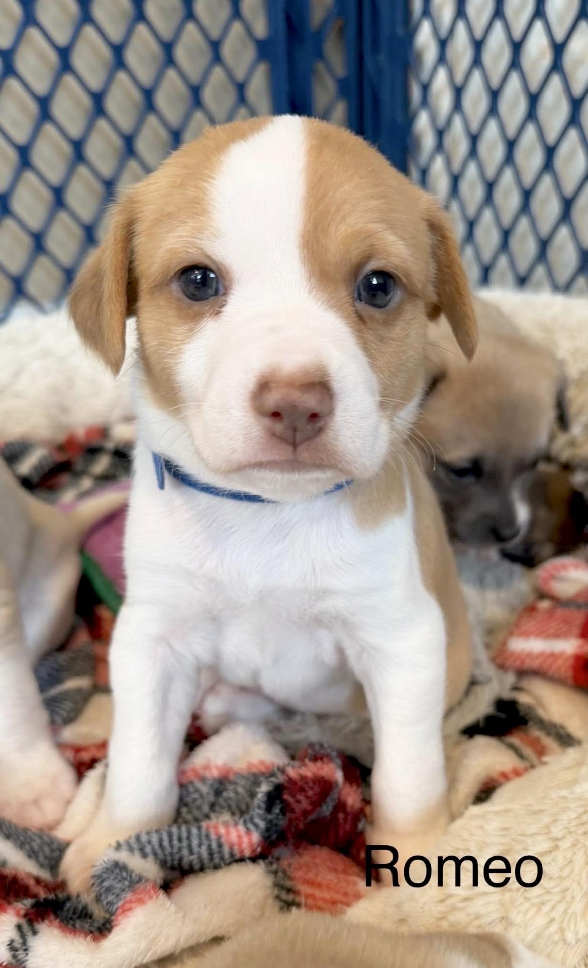 Enlarge Romeo, a Adoptable mixed breed in Millington, MD image 1/6