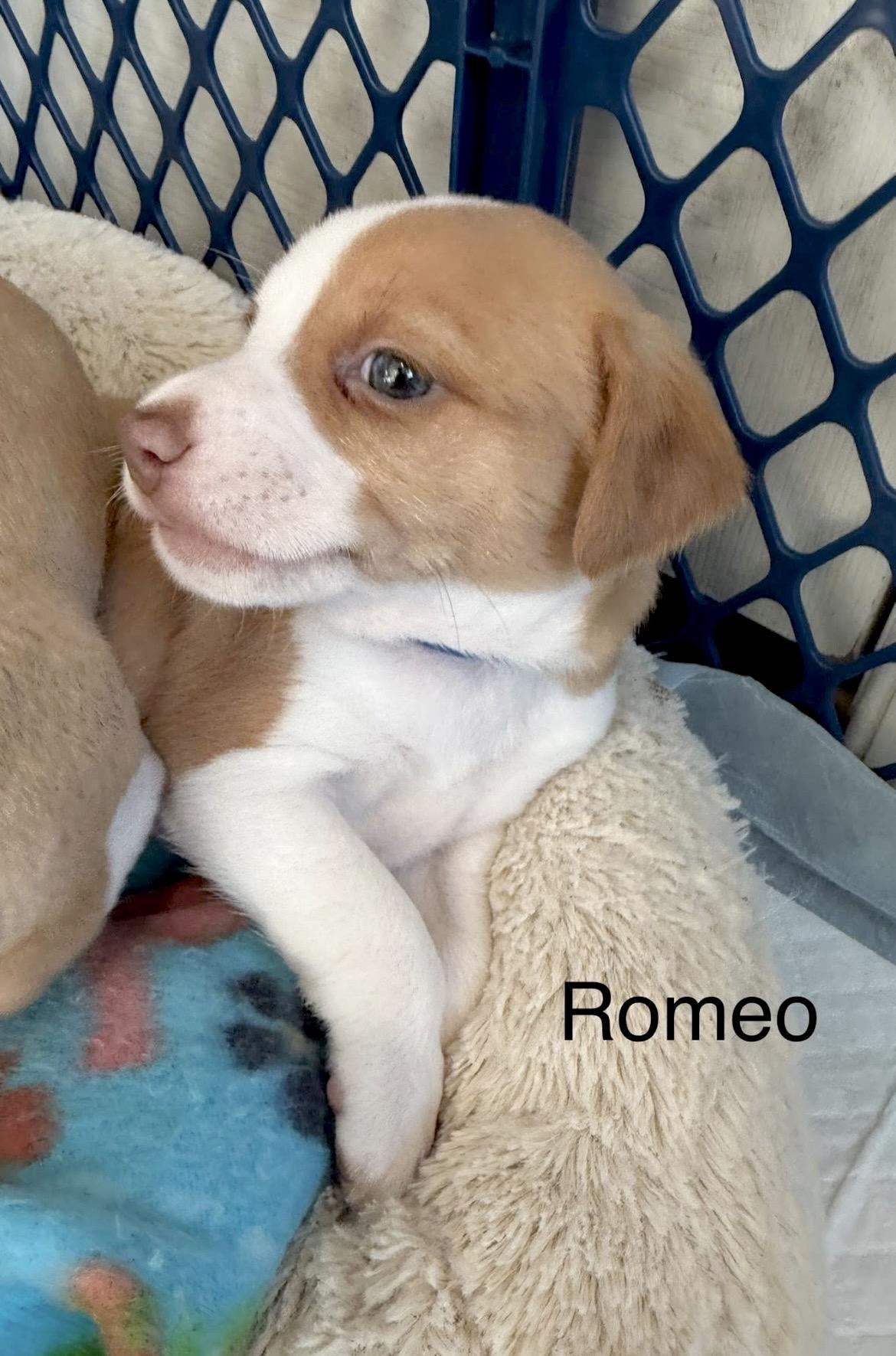 Enlarge Romeo, a Adoptable mixed breed in Millington, MD image 4/6