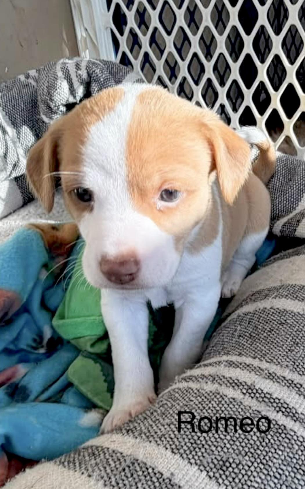 Enlarge Romeo, a Adoptable mixed breed in Millington, MD image 5/6