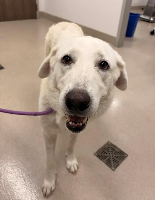 AVA, Adoptable, Senior Female Great Pyrenees.