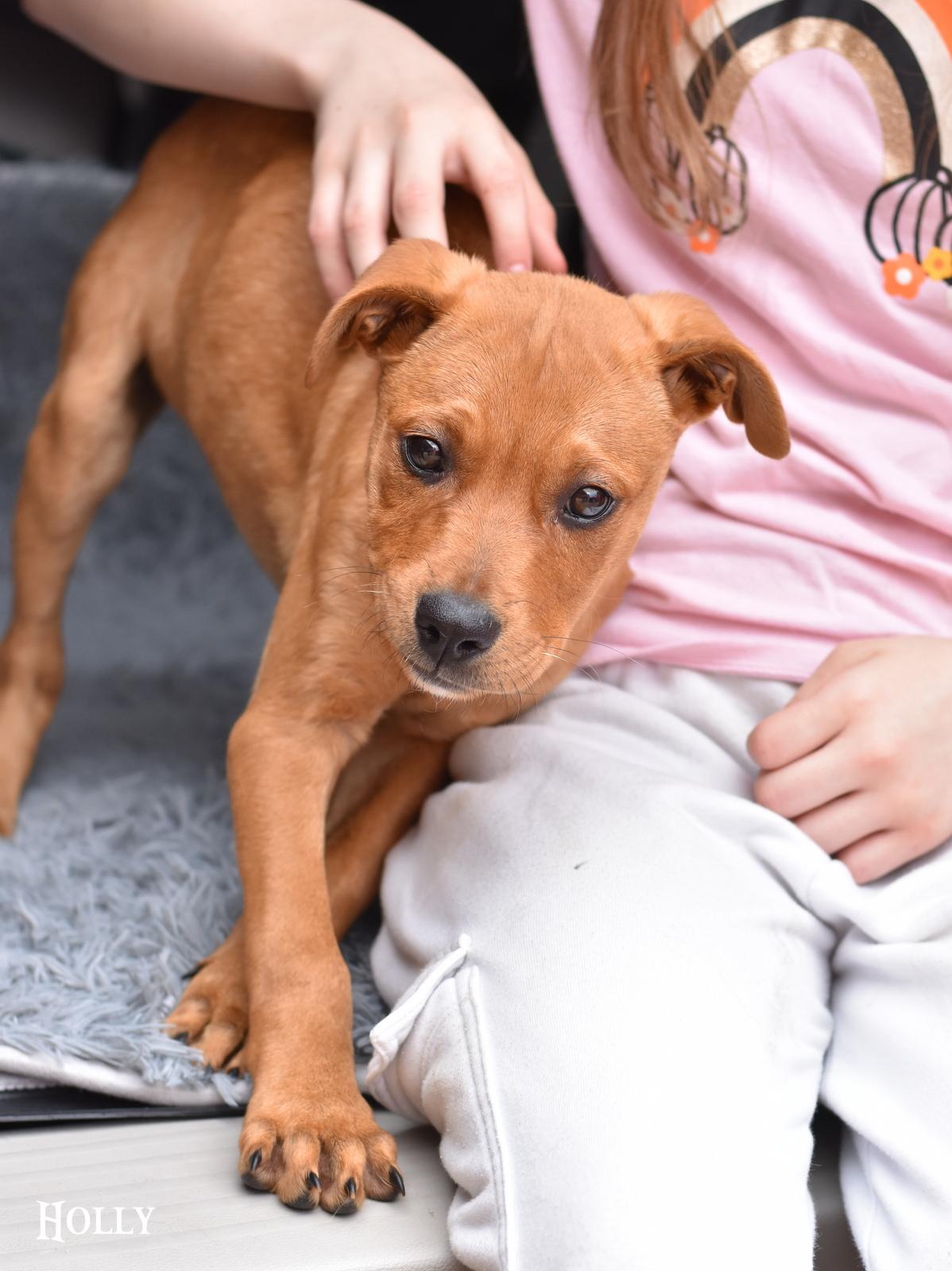 Enlarge Holly, an adopted mixed breed in Avondale , LA image 2/4