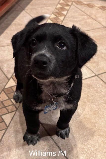 Williams, Adoptable, Puppy Male Golden Retriever & Labrador Retriever.