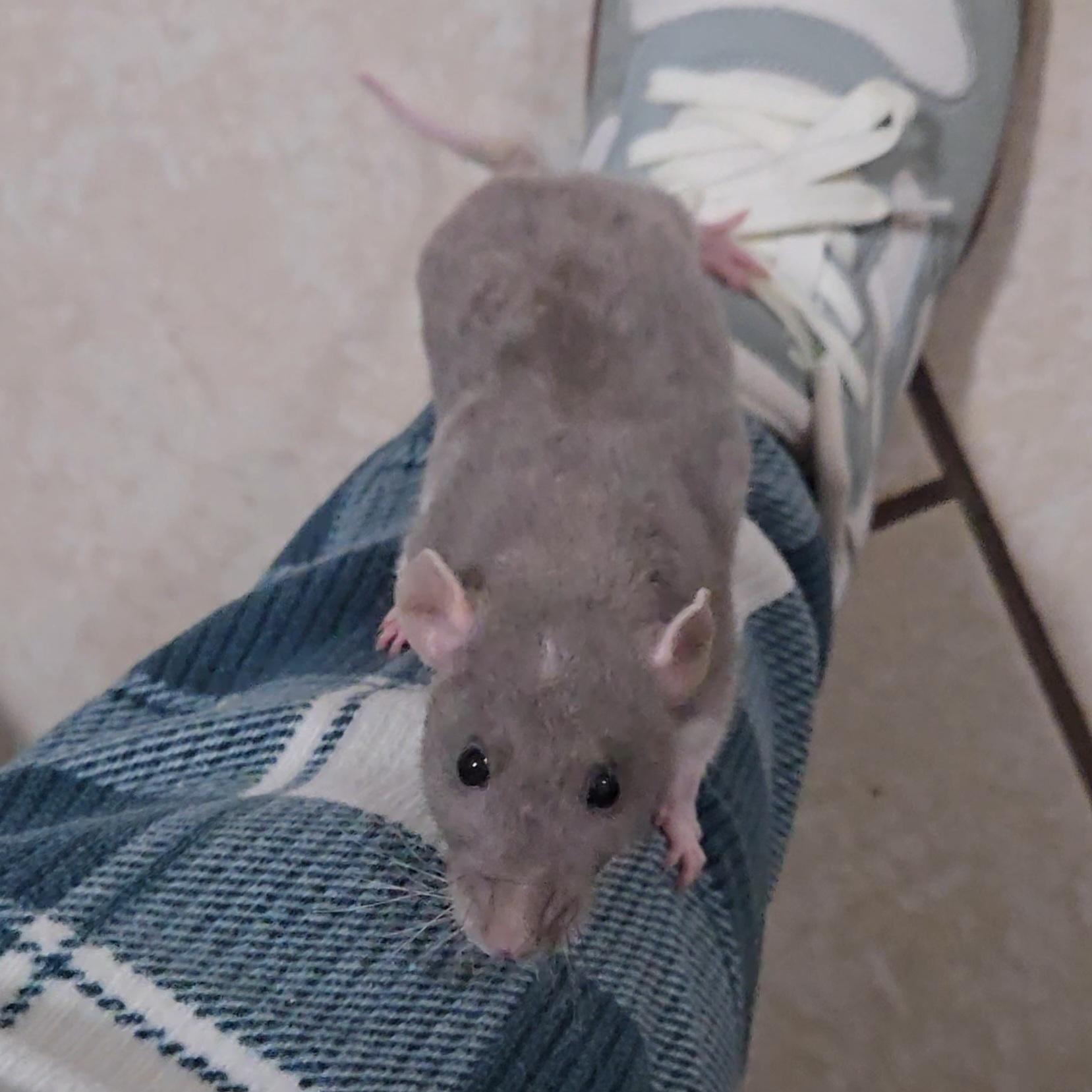 Enlarge Stormy & Sunny, an adopted Rat in St. Cloud, FL image 6/6