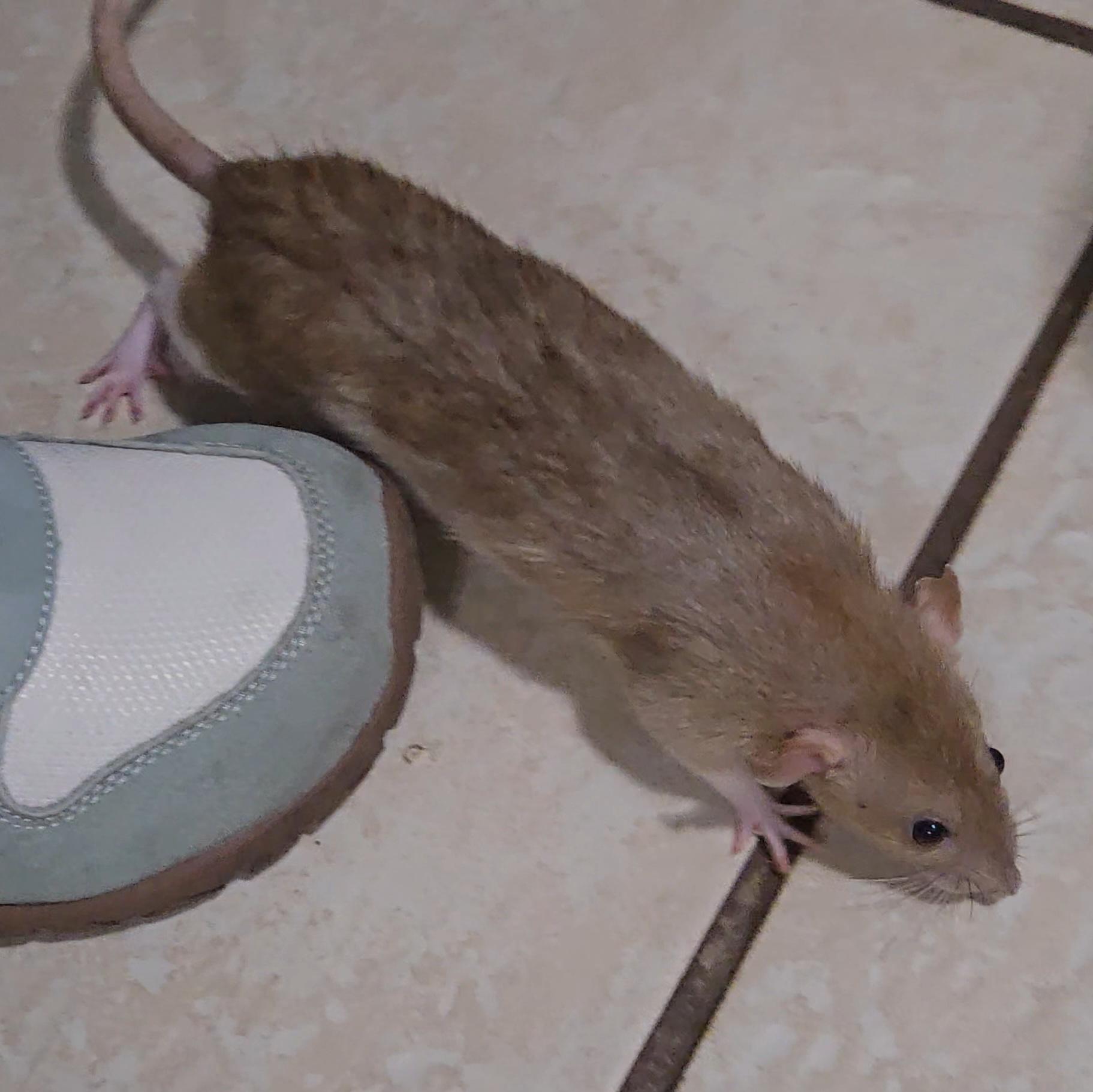 Enlarge Stormy & Sunny, an adopted Rat in St. Cloud, FL image 5/6