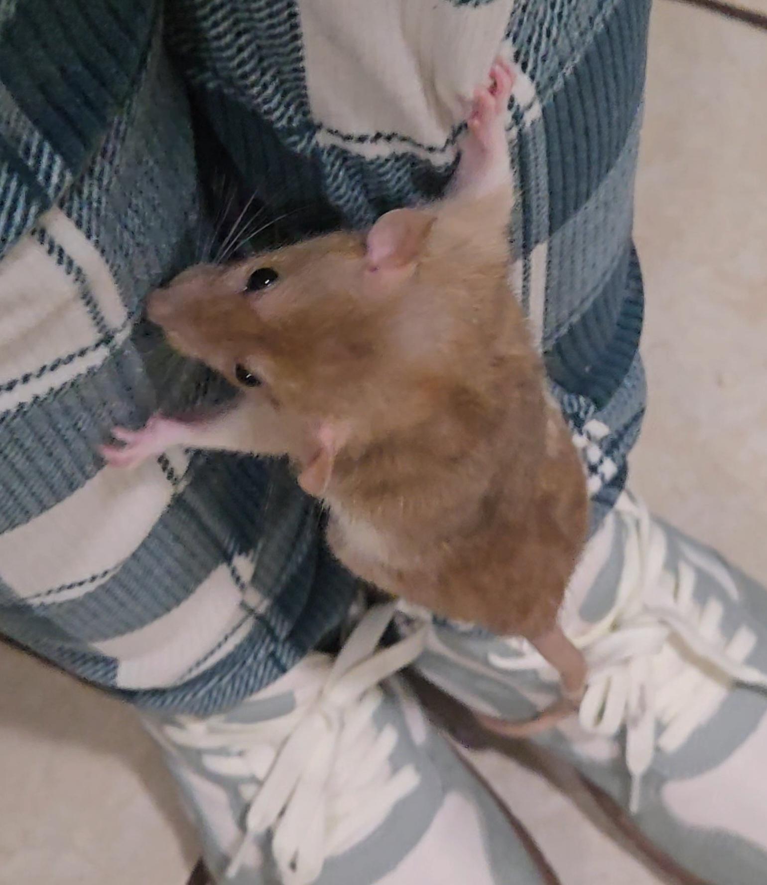 Enlarge Stormy & Sunny, an adopted Rat in St. Cloud, FL image 4/6