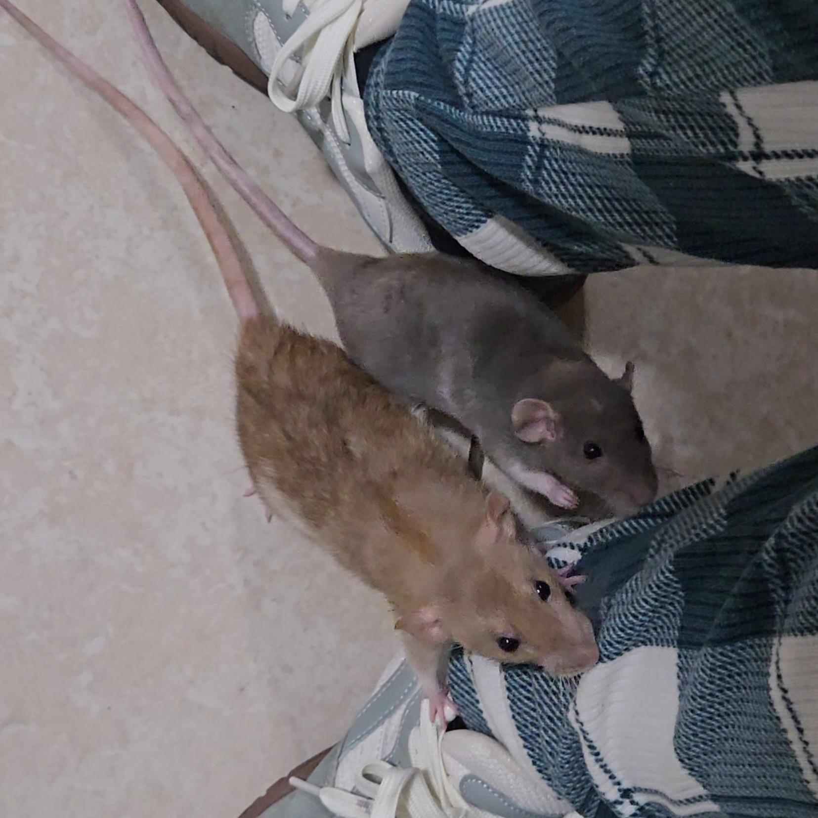 Enlarge Stormy & Sunny, an adopted Rat in St. Cloud, FL image 1/6