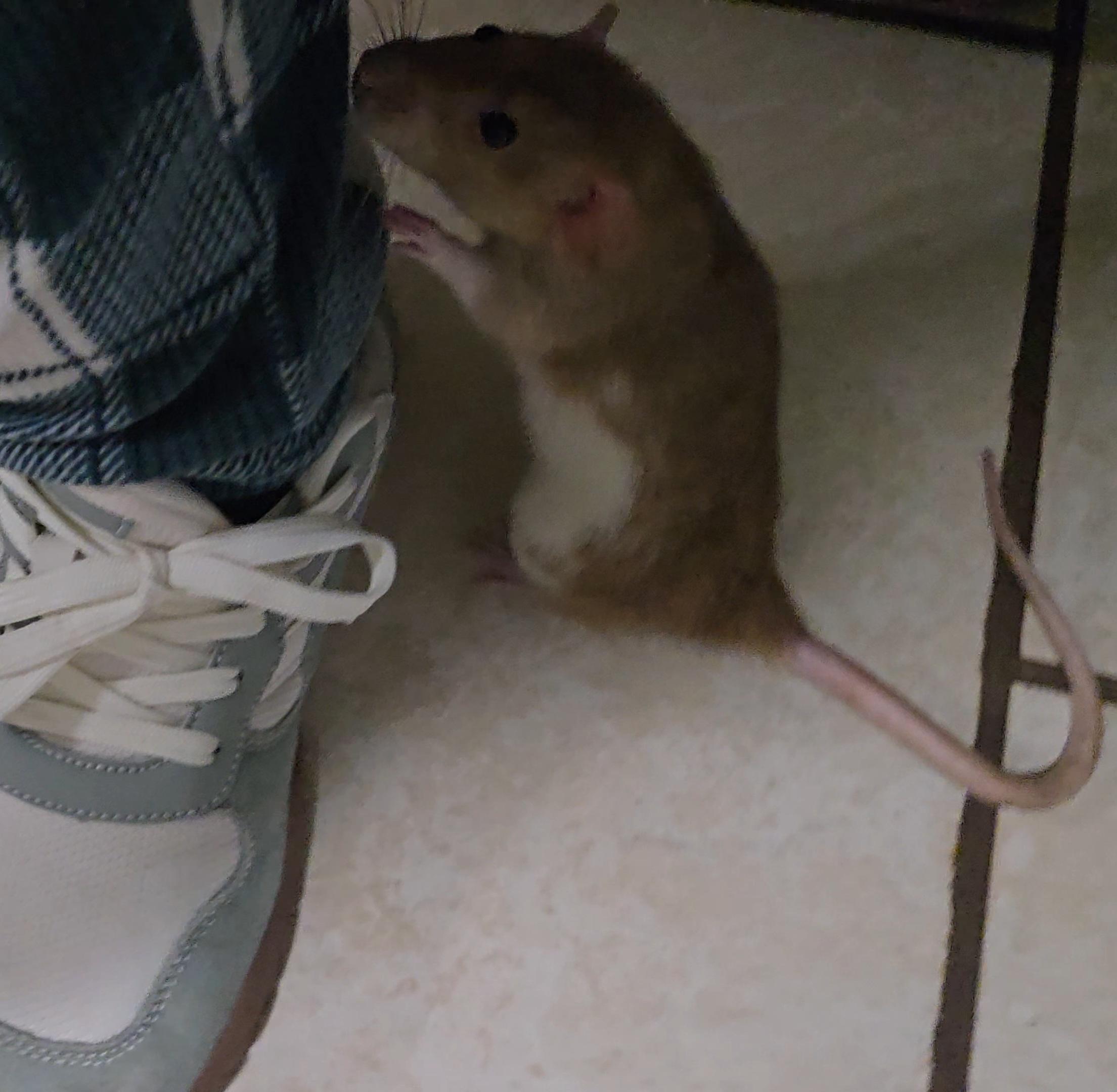 Enlarge Stormy & Sunny, an adopted Rat in St. Cloud, FL image 3/6