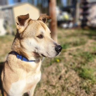 Enlarge REX, a ADOPTABLE mixed breed in Manhasset, NY image 1/6