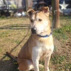 Enlarge REX, a ADOPTABLE mixed breed in Manhasset, NY image 3/6