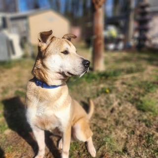 Enlarge REX, a ADOPTABLE mixed breed in Manhasset, NY image 4/6