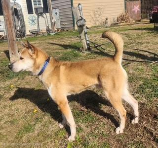 Enlarge REX, a ADOPTABLE mixed breed in Manhasset, NY image 5/6