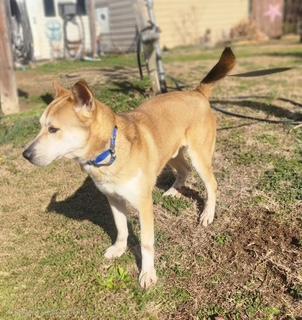 Enlarge REX, a ADOPTABLE mixed breed in Manhasset, NY image 2/6