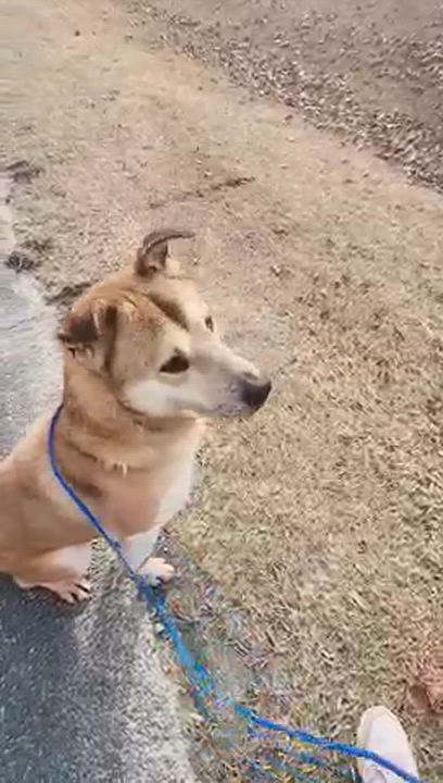 Enlarge REX, a ADOPTABLE mixed breed in Manhasset, NY video 6/6