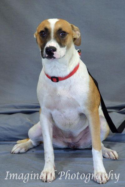 Enlarge Bandit, a Adoptable mixed breed in Crescent, OK image 1/6