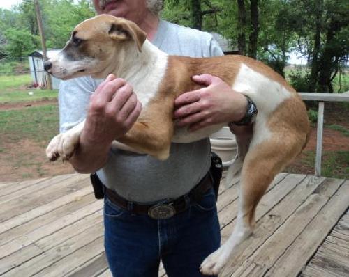 Enlarge Bandit, a Adoptable mixed breed in Crescent, OK image 2/6