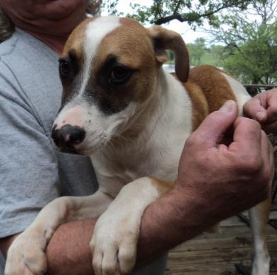 Enlarge Bandit, a Adoptable mixed breed in Crescent, OK image 3/6
