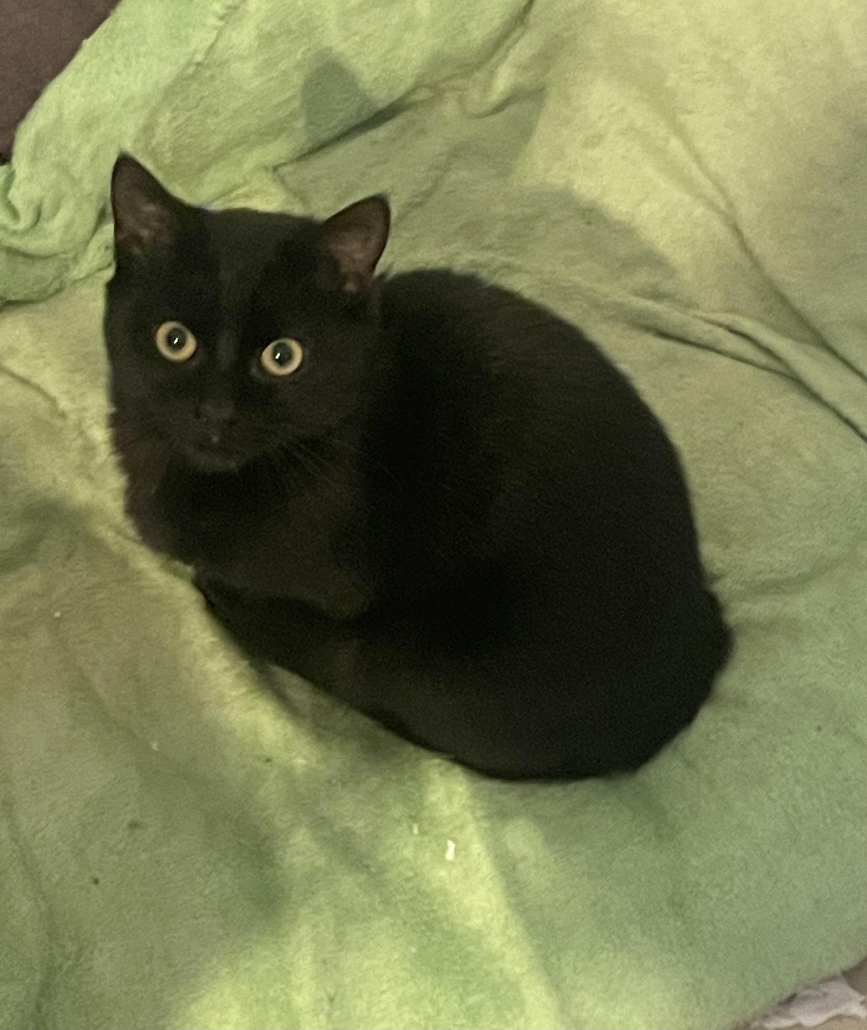 Ben, Adoptable, Kitten Male Bombay.