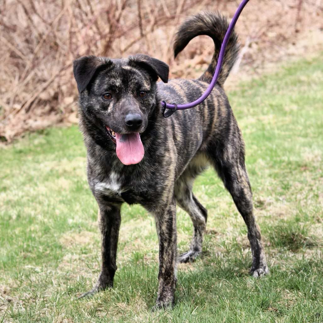 Merrit Jane, Young Female Mountain Cur