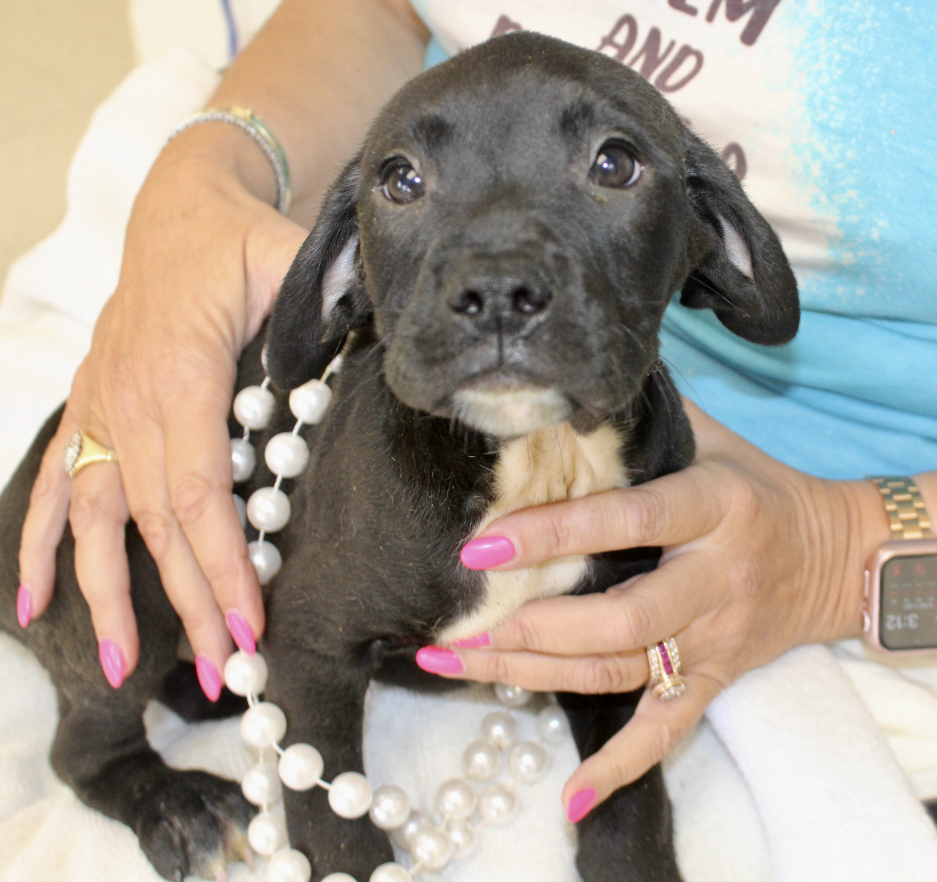 Dog for adoption Barbie, a Boxer in Pell City, AL Petfinder