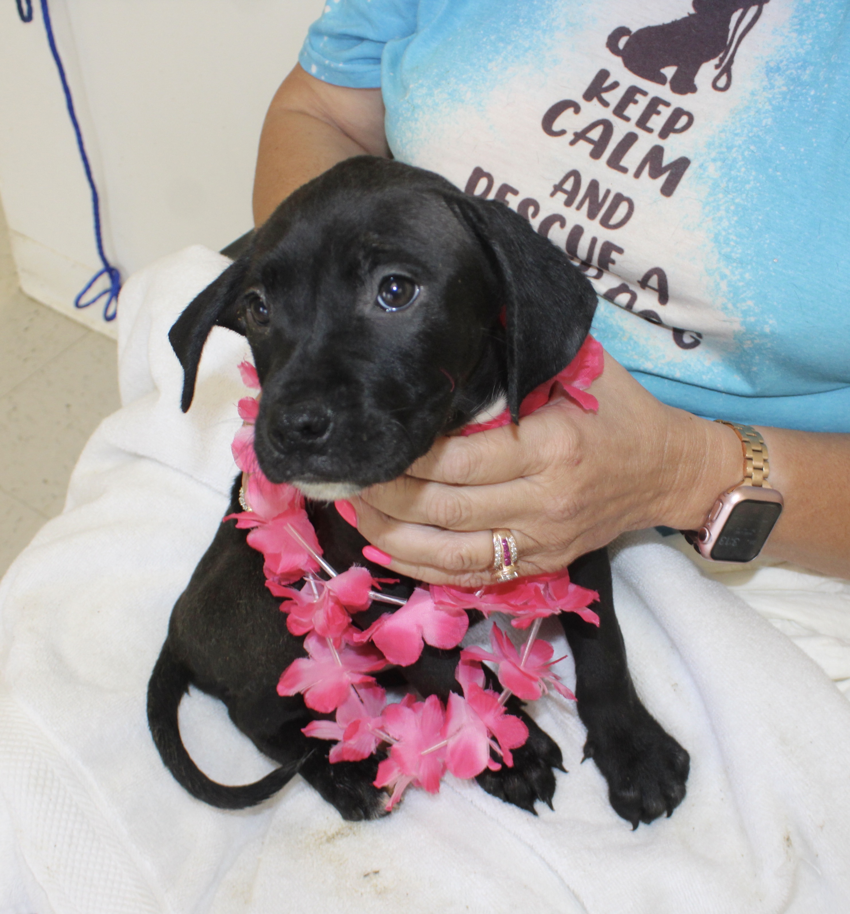Dog for adoption Barbie, a Boxer in Pell City, AL Petfinder