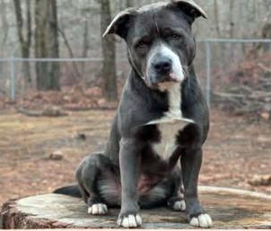 Chili, ADOPTABLE, Adult Female Pit Bull Terrier.