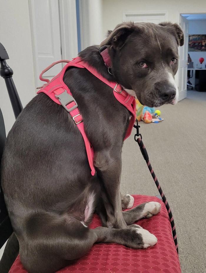 Chili, ADOPTABLE, Adult Female Pit Bull Terrier.