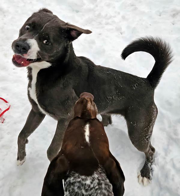 Chili, ADOPTABLE, Adult Female Pit Bull Terrier.