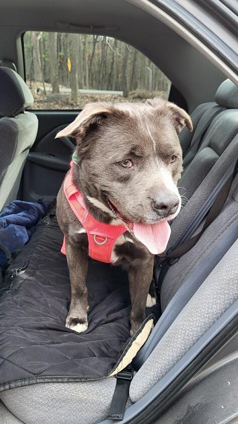 Enlarge Chili, a ADOPTABLE mixed breed in Mansfield, MA image 2/5