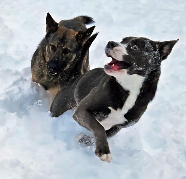 Chili, a ADOPTABLE mixed breed in Mansfield, MA image 3/3