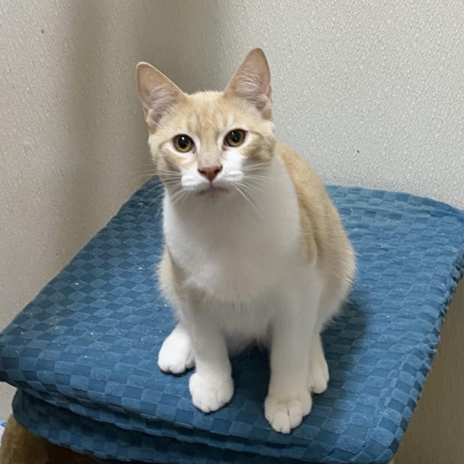 Enlarge Hexagon, a Adoptable mixed breed in Stanwood, WA image 3/4