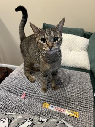 Mrs. Claus — thumbnail 3