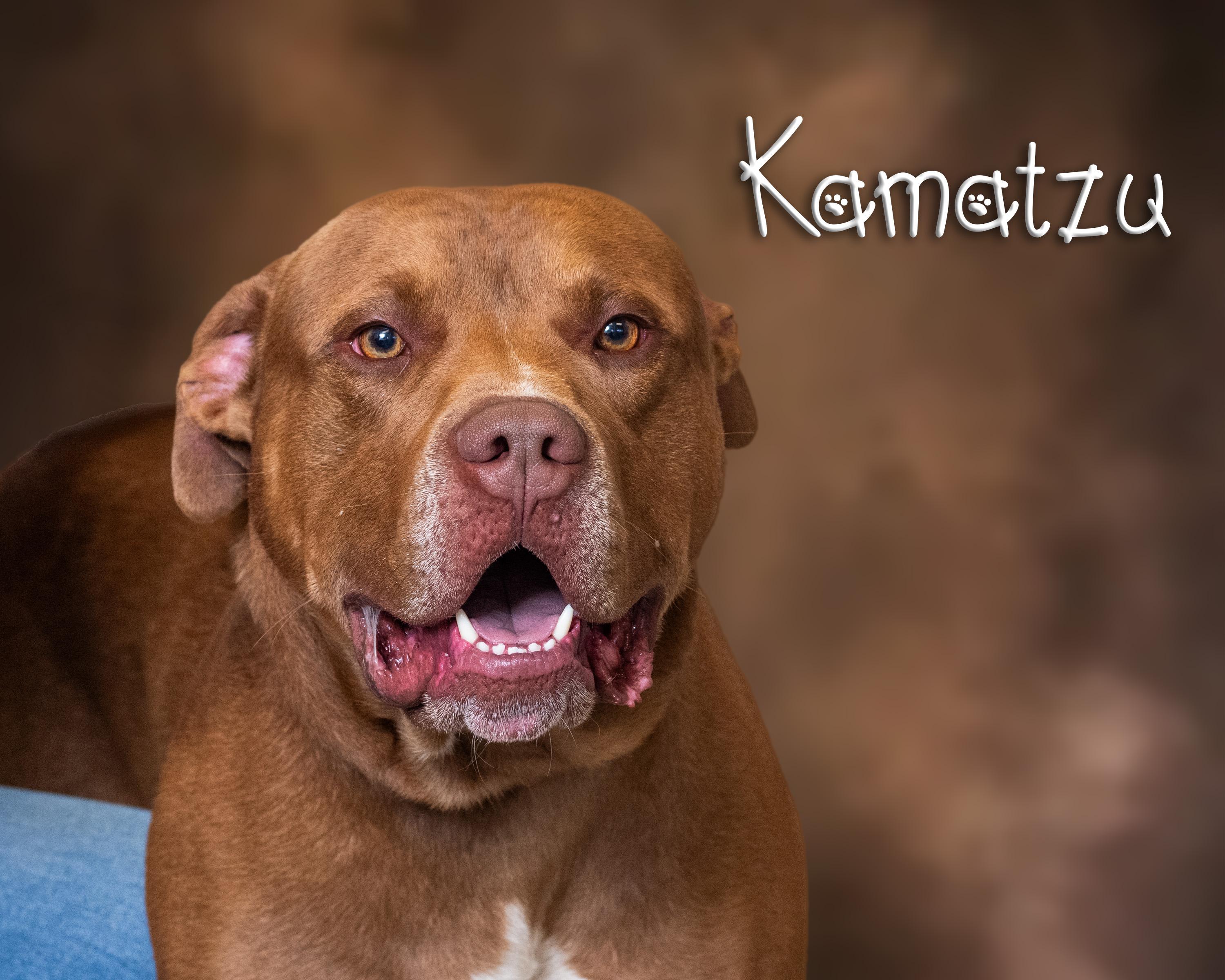 Kamatzu, Adoptable, Adult Male American Bully.