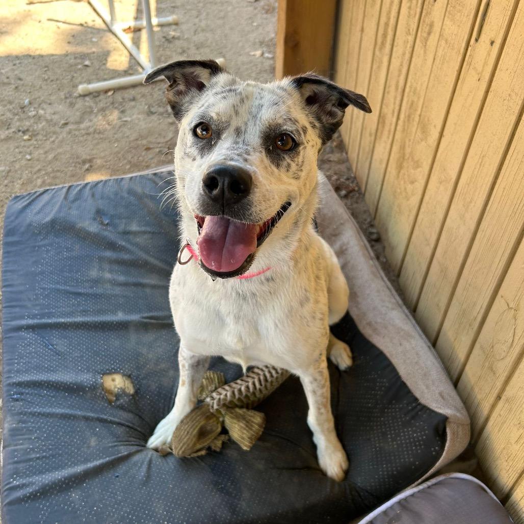 Enlarge Pebbles A2189346, a Adoptable Pointer in Mission Hills, CA image 1/6